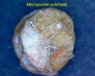 Micropuntia pulchella 6AB.jpg